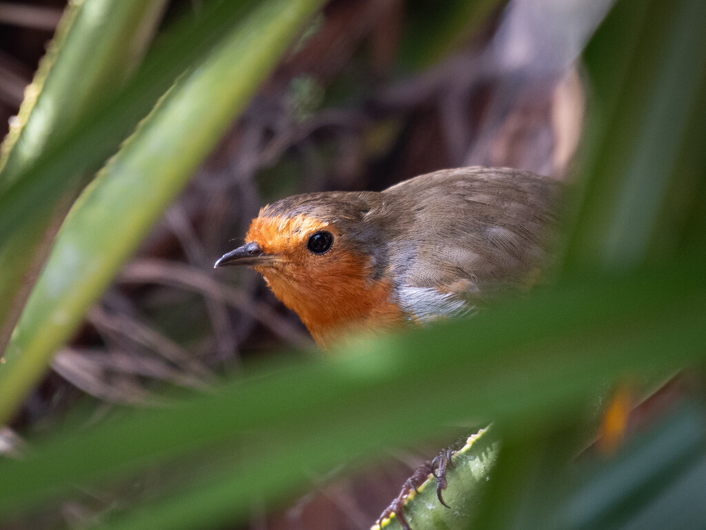 Peepo by anncooke76