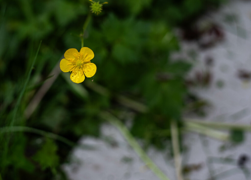 Macoun's buttercup by darchibald