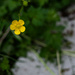 Macoun's buttercup