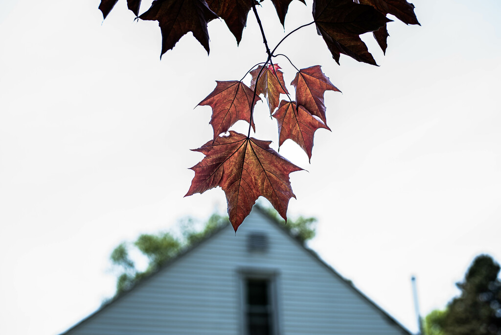 Leaves by darchibald