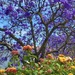 Jacaranda  by cmf