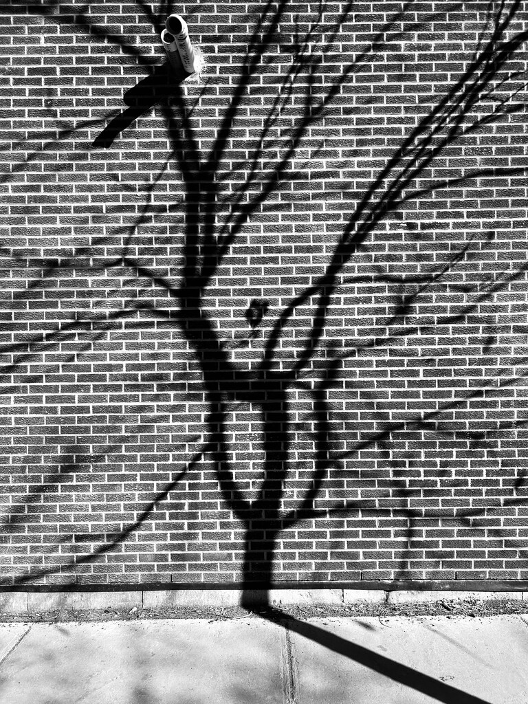 Urban tree by fperrault