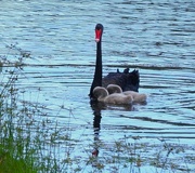 15th May 2024 - Mum & Her Cygnets~ 