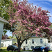 The flowering Japanese crap apple tree is in bloom