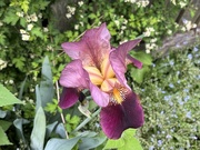 14th May 2024 - Our Iris
