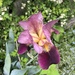 Our Iris by pej76