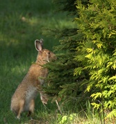 14th May 2024 - Snowshoe Hare