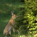 Snowshoe Hare by radiogirl