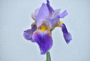 14th May 2024 - First Iris of 2024