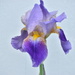 First Iris of 2024 by bjywamer