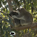cuddle buddies by koalagardens