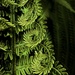 Fern Unfurling by jnewbio