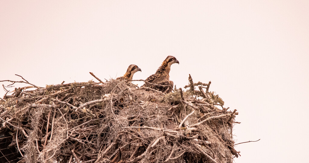The Baby Osprey's Were Up This Morning! by rickster549