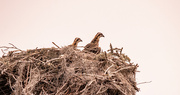 14th May 2024 - The Baby Osprey's Were Up This Morning!