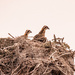 The Baby Osprey's Were Up This Morning!