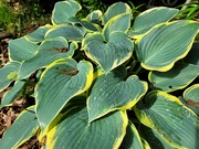13th May 2024 - Just a Hostas