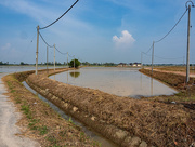 5th May 2024 - Rice Paddy Northern Kedah