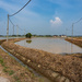 Rice Paddy Northern Kedah