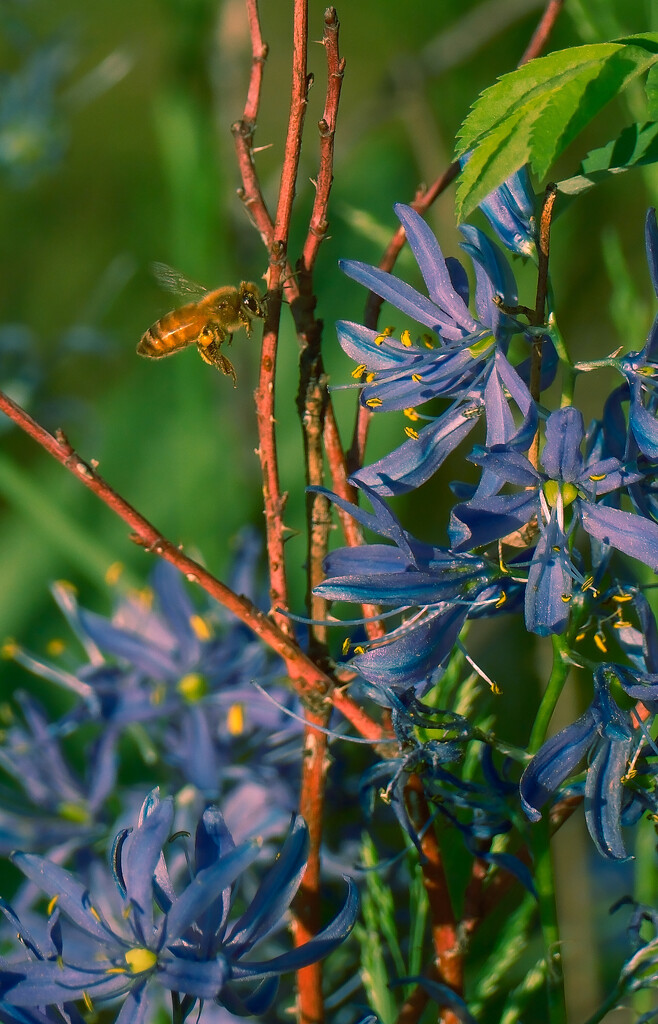 Pollinator by josharp186