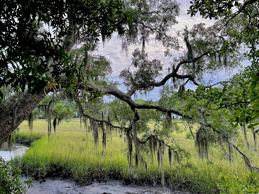 Live oak, marsh and tidal creek by congaree