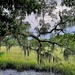 Live oak, marsh and tidal creek by congaree