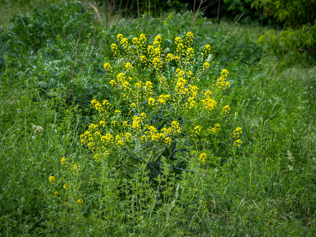 A wintercress  by haskar