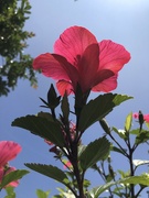 14th May 2024 - Hibiscus 
