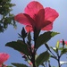 Hibiscus  by loweygrace