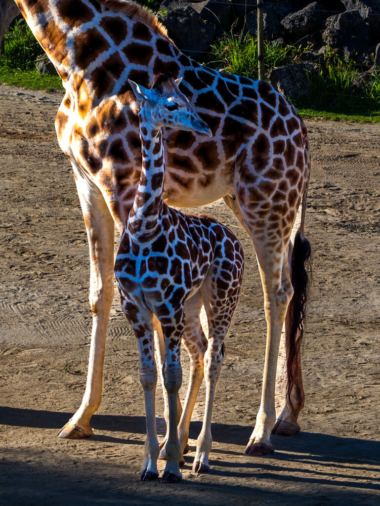 Baby giraffe by christinav