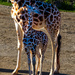 Baby giraffe by christinav
