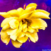 Yellow rose  by stuart46