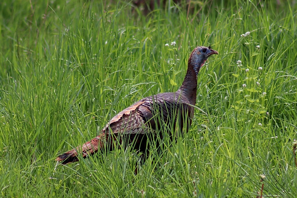 Turkey in the Grass by princessicajessica