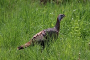 14th May 2024 - Turkey in the Grass