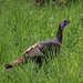 Turkey in the Grass