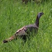 Turkey in the Grass by princessicajessica