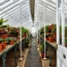 Victorian Glasshouse by wakelys