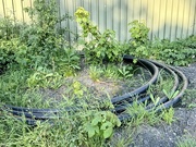 14th May 2024 - I finally spotted a very rare species: the Frisian grass snake