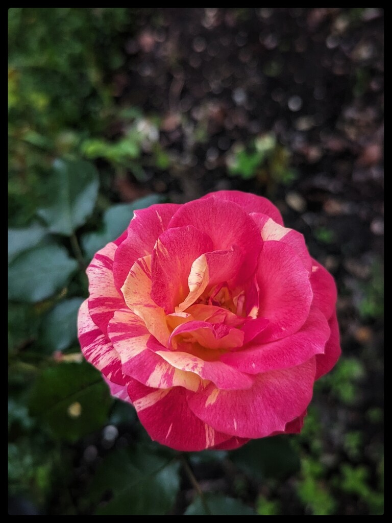 Sunset Rose by elf