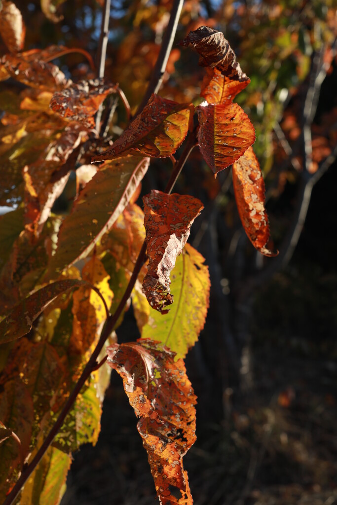 autumn cherry by wenbow