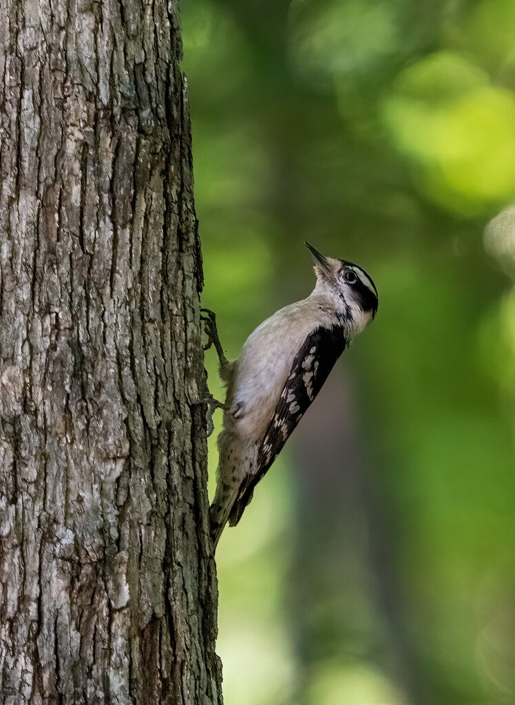 Downy Woodpecker by kvphoto