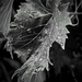 Grape Leaf  by photohoot