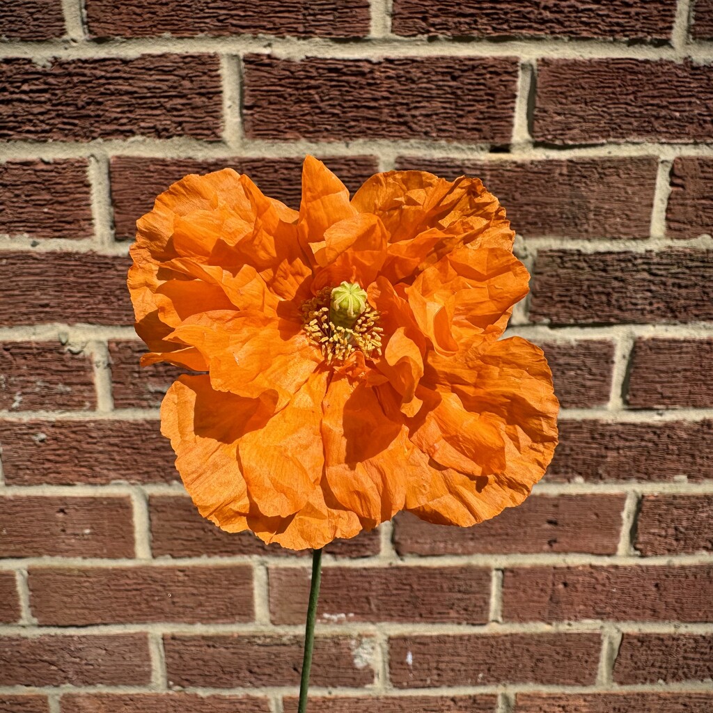 Orange on Brick by eviehill