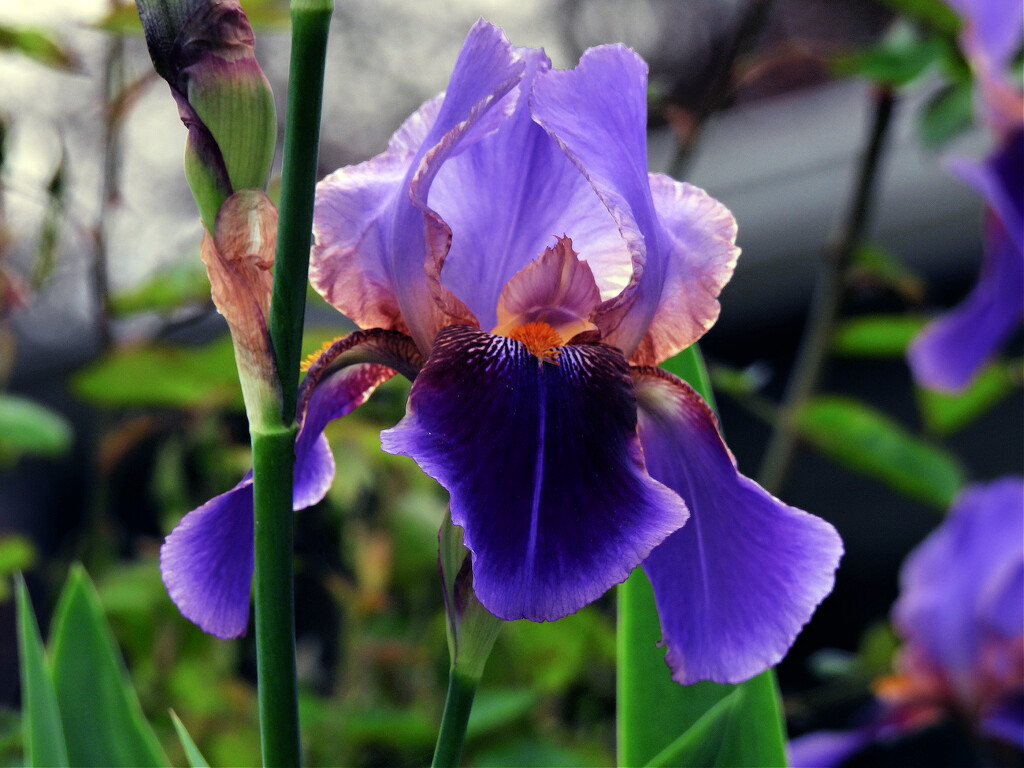 Iris, continued... by seattlite