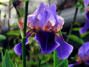 15th May 2024 - Iris, continued...