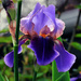 Iris, continued... by seattlite