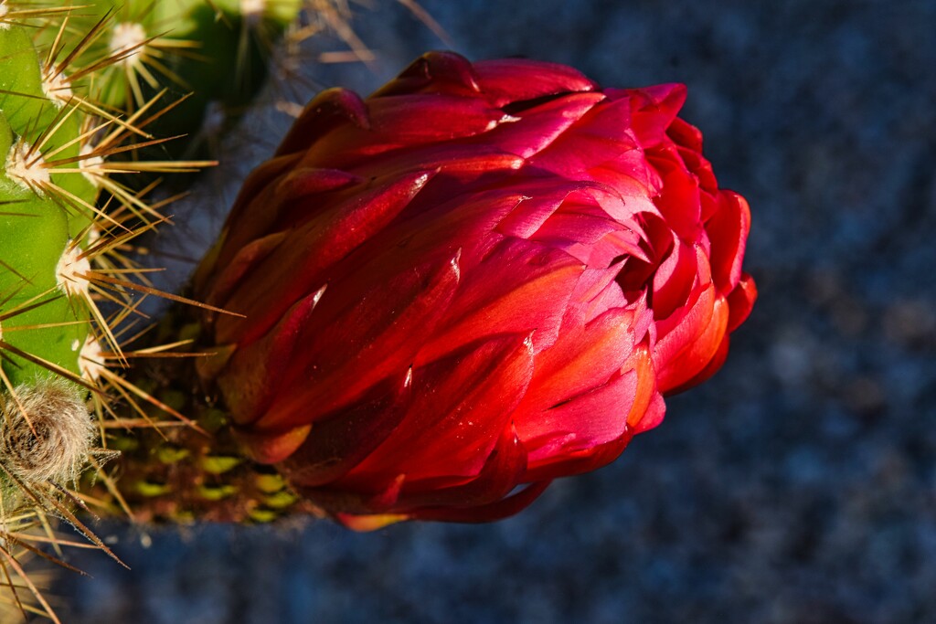 5 13 Senita cactus bloom by sandlily