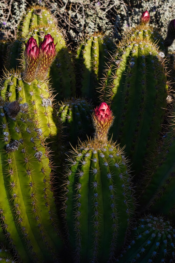 5 13 Senita Cactus buds by sandlily
