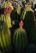 13th May 2024 - 5 13 Senita Cactus buds