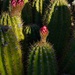 5 13 Senita Cactus buds