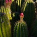 5 13 Senita Cactus buds by sandlily